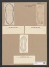 Surirella apiae Witt. (de-Toni-Nr.: Genus 53, Species 2295) Zeichnungen Sammlung Grunow Nr. 4742 (NHMW-BOT-W0372850)